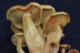 Gymnopilus aeruginosus image