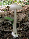 Amanita sect. Vaginatae image