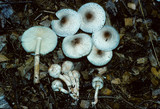 Lepiota felina image