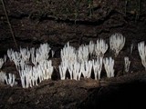 Ramariopsis kunzei image