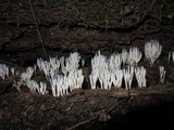 Ramariopsis kunzei image