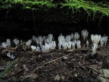 Ramariopsis kunzei image