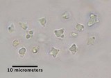 Tricholosporum porphyrophyllum image