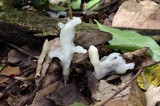 Helvellosebacina concrescens image