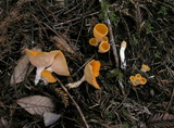 Sowerbyella rhenana image