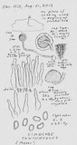 Simocybe centunculus var. centunculus image