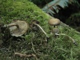 Simocybe sumptuosa image