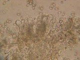 Simocybe sumptuosa image