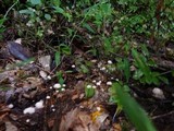 Marasmius capillaris image