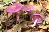 Tricholosporum tropicale image