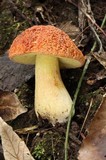 Xerocomus hortonii image