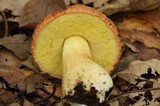 Xerocomus hortonii image