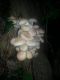 Lentinus tigrinus image