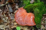 Fistulina hepatica image