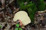Fistulina hepatica image