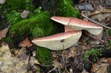 Fistulina hepatica image
