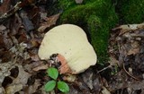 Fistulina hepatica image