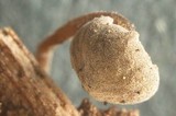 Simocybe centunculus var. centunculus image