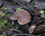 Suillus lakei image