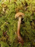 Cystoderma amianthinum image