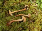 Cystoderma amianthinum image