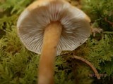 Cystoderma amianthinum image