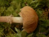 Cystoderma amianthinum image