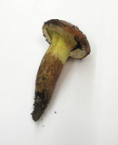 Suillus ponderosus image