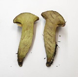 Suillus ponderosus image