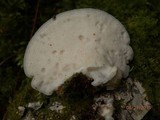 Tyromyces chioneus image