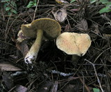 Suillus tomentosus image
