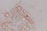 Inocybe cinnamomea image