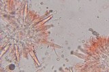 Inocybe cinnamomea image