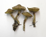 Suillus umbonatus image