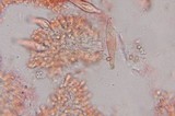 Inocybe cinnamomea image