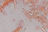 Inocybe cinnamomea image