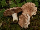 Russula compacta image