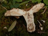 Russula compacta image