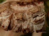 Russula compacta image