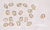 Inocybe cinnamomea image