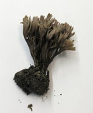 Thelephora palmata image