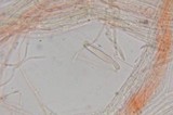Inocybe cinnamomea image