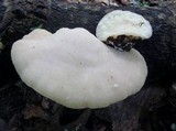 Tyromyces chioneus image