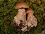 Cortinarius armillatus image