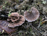 Thelephora caryophyllea image