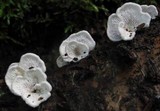 Plicaturopsis crispa image