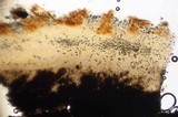 Scleroderma verrucosum image
