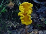 Cantharellus lateritius image