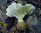 Ampulloclitocybe clavipes image