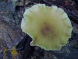 Ampulloclitocybe clavipes image